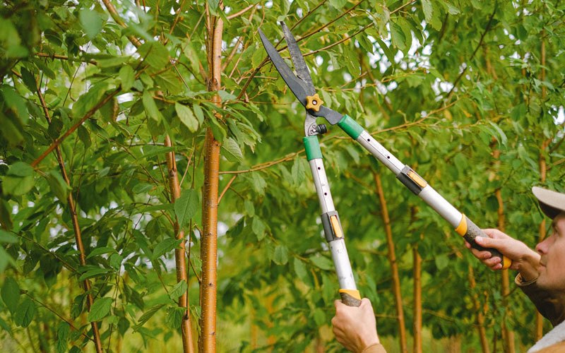 Tree trimming in Weeksbury, KY